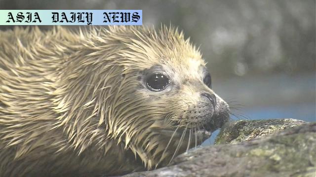 Adorable Baby Seal Born: Heartwarming Delight in Japan