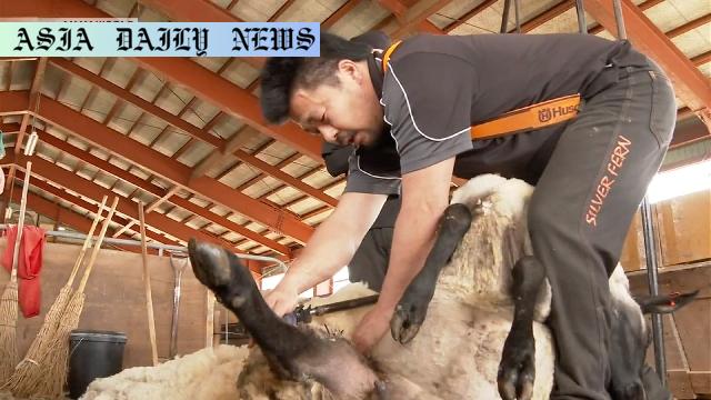 Masterful Sheep Shearing: 5 Vital Facts from Hokkaido!