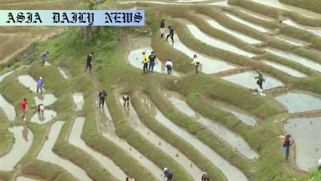 Heartwarming Efforts: 250 Restored Rice Fields and Help