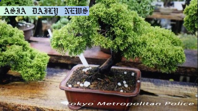 Shocking Theft: Vietnamese Man and $4,500 Bonsai Scandal