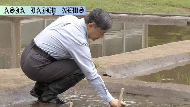 Emperor Naruhito's Inspiring Annual Tradition of Rice Planting