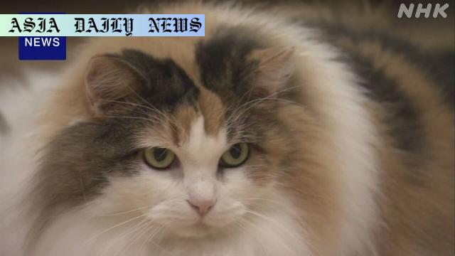 Groundbreaking Discovery: How One Gene Shapes Calico Cats' Colors