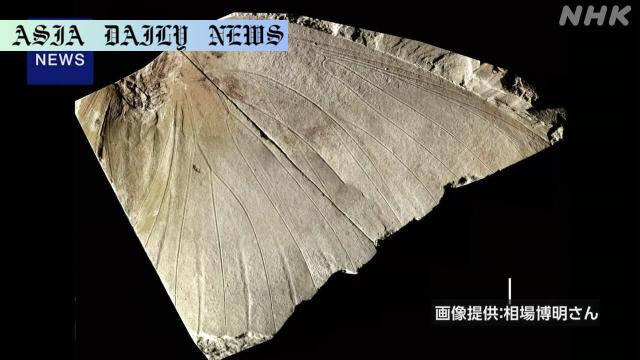 Remarkable Discovery: World's Largest Butterfly Fossil Identified