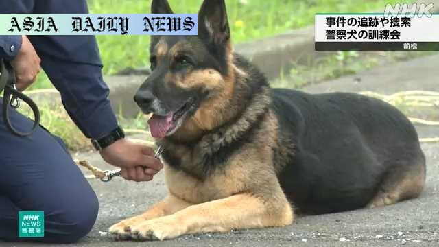 Remarkable Police Dogs Enhance Skills in Training with 8 Participants