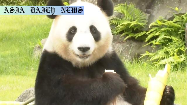 Heartwarming Farewell: 4 Pandas Relocated after 28 Days
