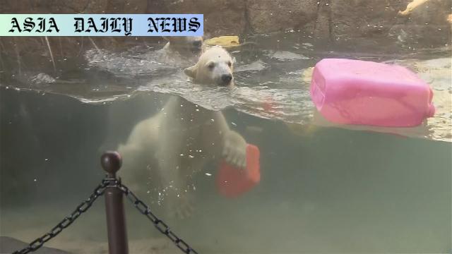 Adorable Twin Polar Bears Enthrall 200 Visitors in Japan