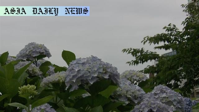 Rainy Season Brings Challenges and Records in Japan