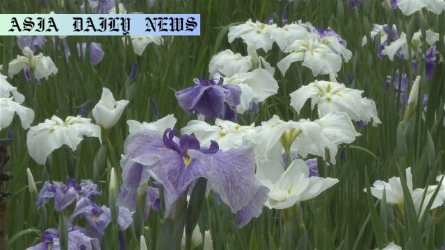 Experience Stunning Beauty: 200,000 Japanese Irises in Bloom