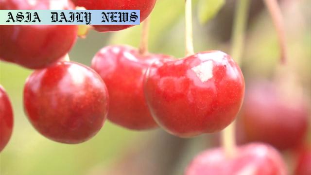 Yamagata Beniou Shines: 70 Tons of Sweet Cherries Harvested