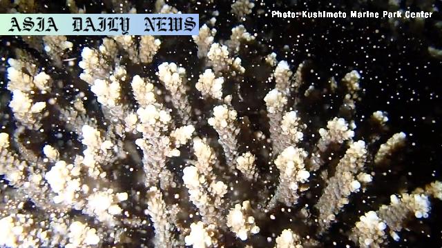 Captivating Coral Spawning: A Fascinating Annual Event in the Pacific