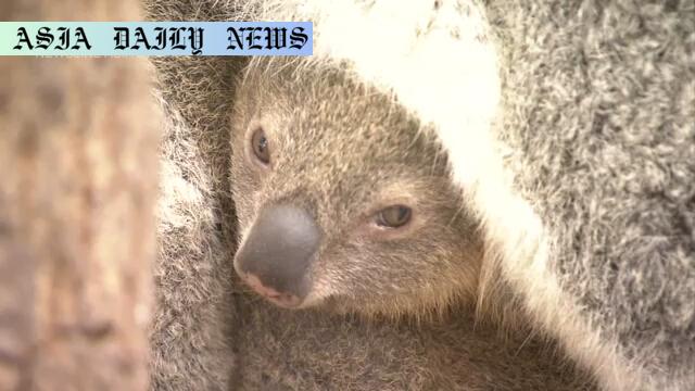 Adorable Baby Koala Spurs Excitement in Japan Zoo - 6 Months of Growth