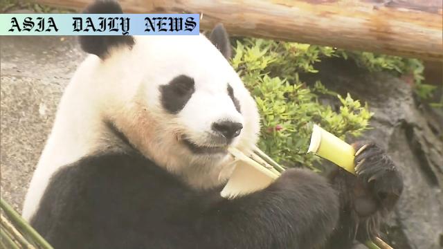 Heartwarming Farewell: 4 Pandas Leave Japan For China