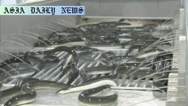 Powerful EU Proposal: Strengthening Protection with Bold Eel Trade Regulations