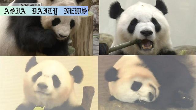 Heartwarming Farewell: 4 Pandas Relocated to China for Conservation
