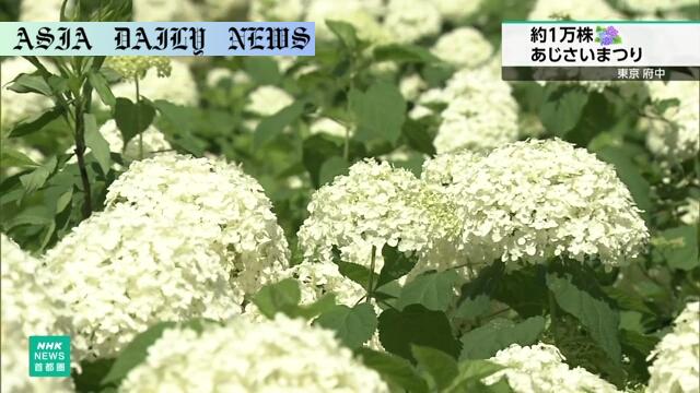 Experience Stunning Hydrangeas: 30 Varieties in Tokyo