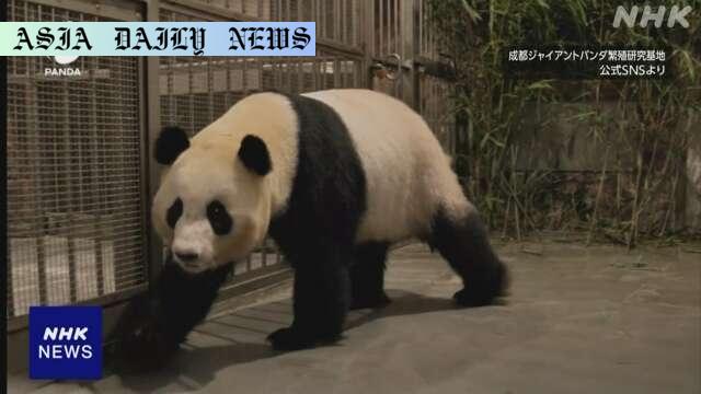 Heartwarming Transfer: Four Giant Pandas Arrive in China