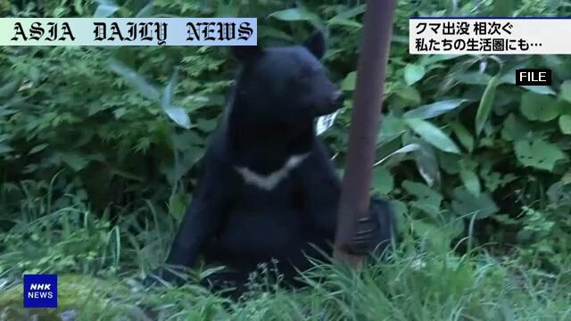 Shocking Bear Attacks: 2 Injured Amid Increasing Incidents