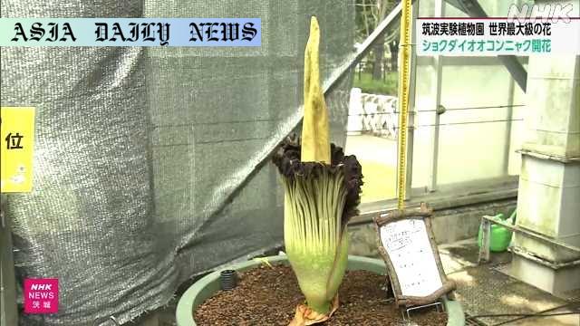 Astonishing Bloom: Witness Titan Arum's Rare Flowering