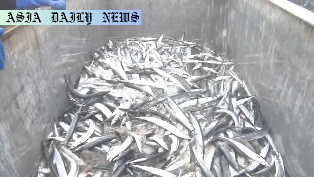 Exciting Step: Japan’s Bold Plan to Boost Pacific Saury Catch Cap