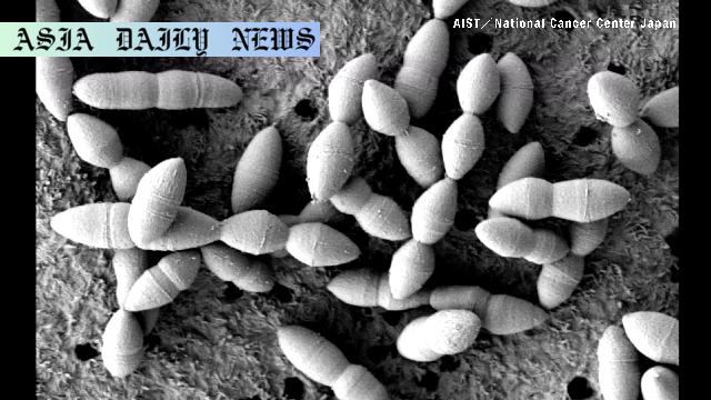 How Gut Bacteria Boosts Cancer Drug Success: Key Findings
