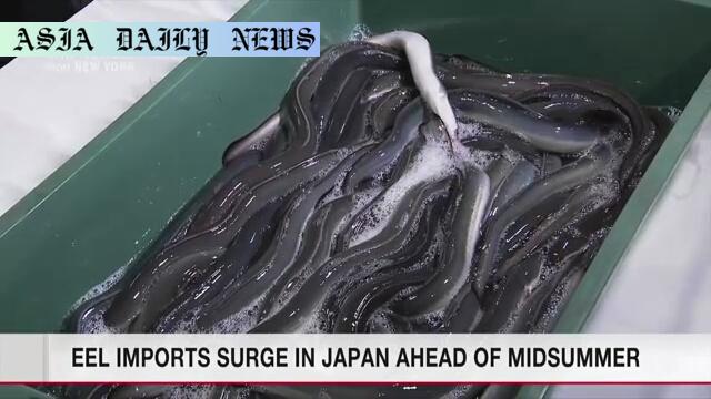Eel Imports Surge: Boosting Japan's Summer Tradition with 80% Coming via Narita