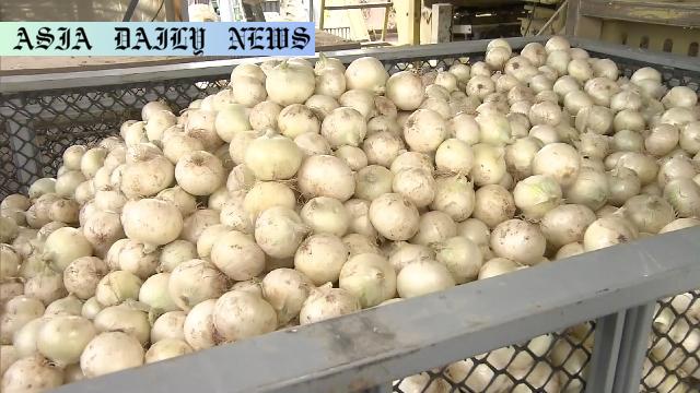 Sweet Success: 20% Boost in Onion Harvest in Hokkaido