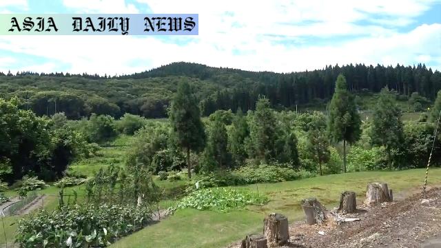 Shocking Bear Attack: 3rd Incident This Year Stuns Akita