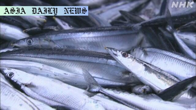 Pacific Saury Crisis: Rising Temperatures & 1-Tenth Recovery