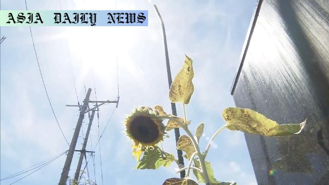 Severe Heatwave Alert: 40°C Scorches Japan, Stay Safe