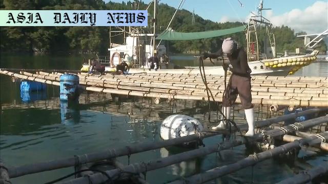 Devastating Tsunami: 130 Oyster Rafts Damaged in Japan