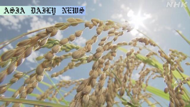 Severe Drought Threatens Rice Crop: 5 Urgent Actions Needed