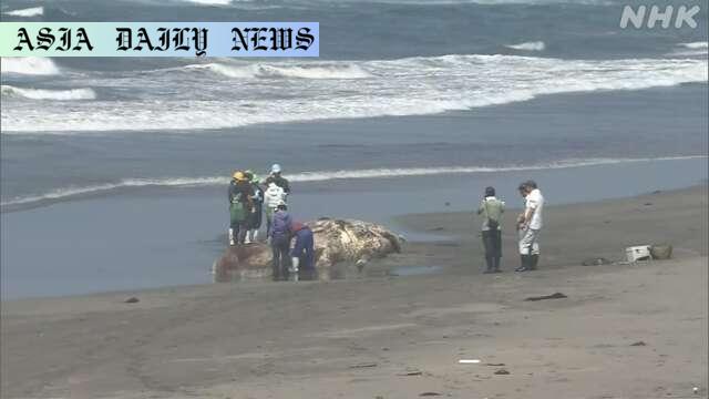 Rare Insight: Researchers Uncover Secrets of 4 Beached Whales