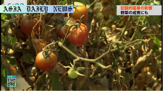 Devastating Heatwave Impact on Agriculture and 30% Loss