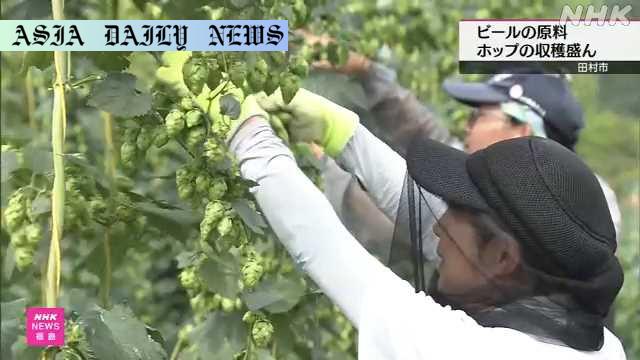 Thriving Hop Harvest in Fukushima: 8 Years of Rebirth and Growth