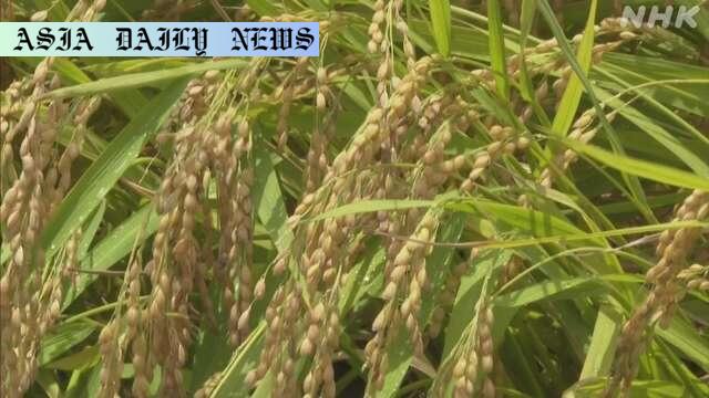Bold Strategy: How Ishiba’s Rice Plan Addresses Rising Prices
